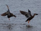 jan 167  Cape shovelers fighting : jan